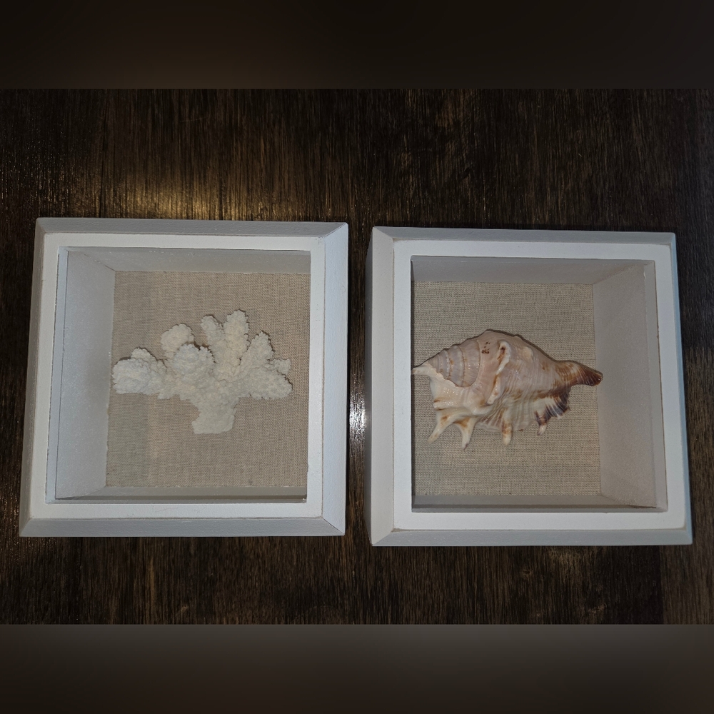 Coastal‎ Shadow Box Pair in White with Natural Shell Accents